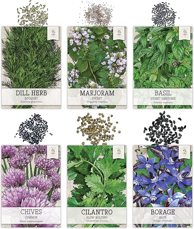 Seed Needs Herb Seeds Variety Pack Culinary Herb Collection (12 Individual Packets for Planting Indoors or Outdoors) Grow Your Own Organic Herb Garden - Heirloom, Non-GMO