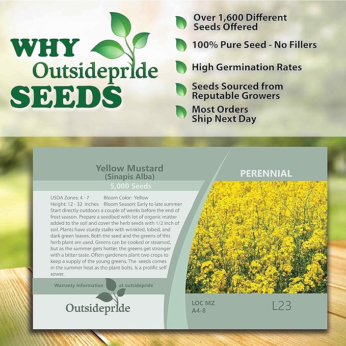 Outsidepride 10000 Seeds Annual Yellow Mustard Herb Garden Seed for Microgreens, Sprouts, & Cooking