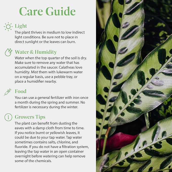 American Plant Exchange Calathea Rattlesnake with Stylish Pot Cover, Live Indoor Houseplant, 6-Inch Pot, Long Leaf Prayer Plant, Pet Safe, Tropical Houseplant for Home & Garden Décor