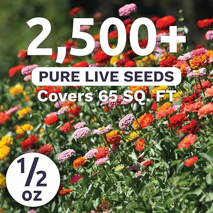 Zinnia Thumbelina Mix - Large 1/2 Ounce Packet - 2,500 Flower Seeds for Planting - Zinnia elegans