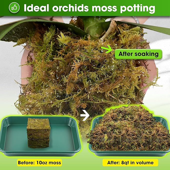 DUSPRO 10oz Dried Forest Moss for Potted Plants, Ideal for Orchid Moss Potting Mix Indoor Moisture Repotting Orchid Soil Medium, Terrarium Decor, Natural Reptile Vine
