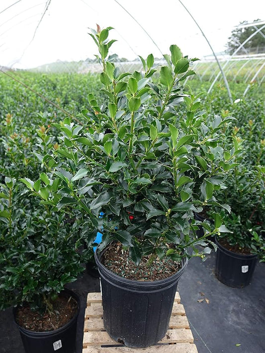 Ilex X meserveae 'Blue Maid' (Blue Holly) Evergreen, 2 - Size Container
