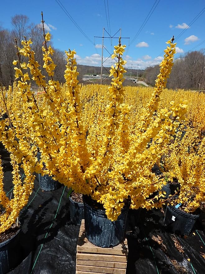 Forsythia X intermedia 'Lynwood Gold' (Forsythia) Shrub, yellow flowers, #3 - Size Container