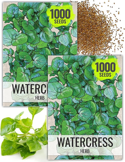 Seed Needs Watercress Seeds for Planting - Non-GMO, Heirloom & Untreated - Organically Grow Your own Culinary Herb Garden Indoors or Outdoors (2 Packs)