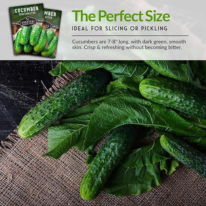 1 Pack Spacemaster Cucumber Seed for Planting - Packet with Instructions to Grow Container Friendly Cucumbers in Your Home Vegetable Garden - Non-GMO Heirloom Variety - Survival Garden Seeds