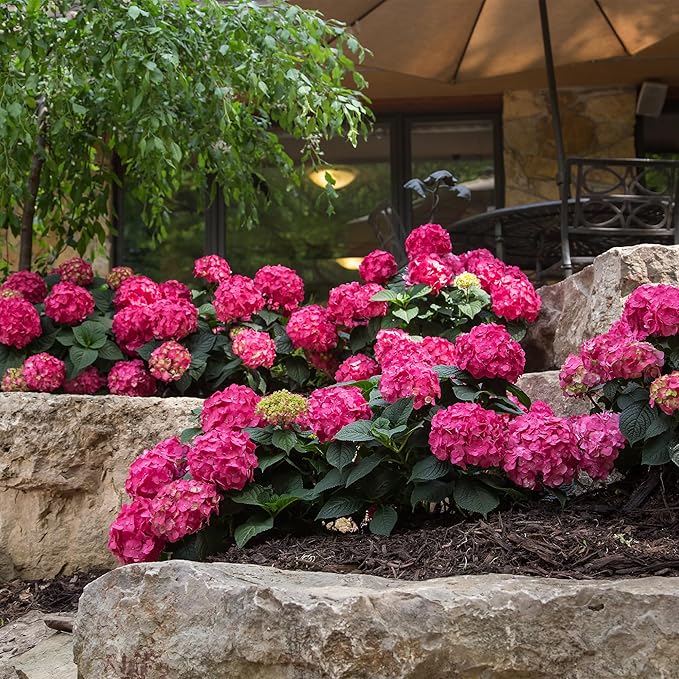 2 Gal. Summer Crush Hydrangea Shrub