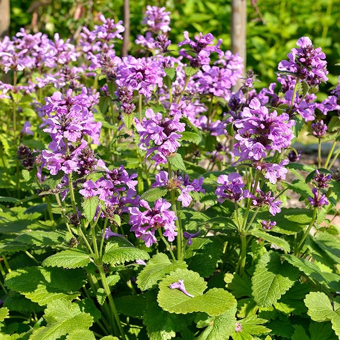 Outsidepride 50 Seeds Perennial Stachys Macrantha Lamb's Ear Flower Seeds for Planting