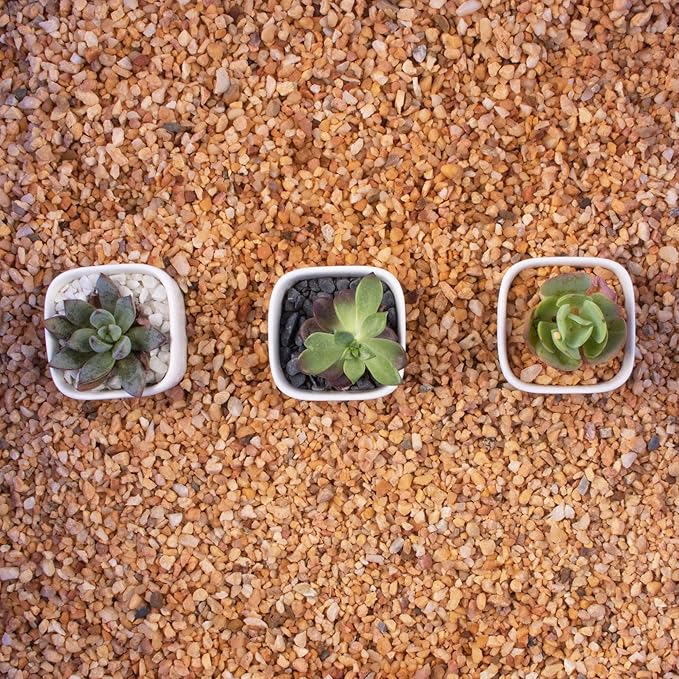 3lb Coarse Sand Stone-Succulents and Cactus Bonsai DIY Projects Rocks,Decorative Gravel for Plants and Vases Fillers,Terrarium,Fairy Gardening,Natural Stone Top Dressing for Potted Plants (2mm-4mm)