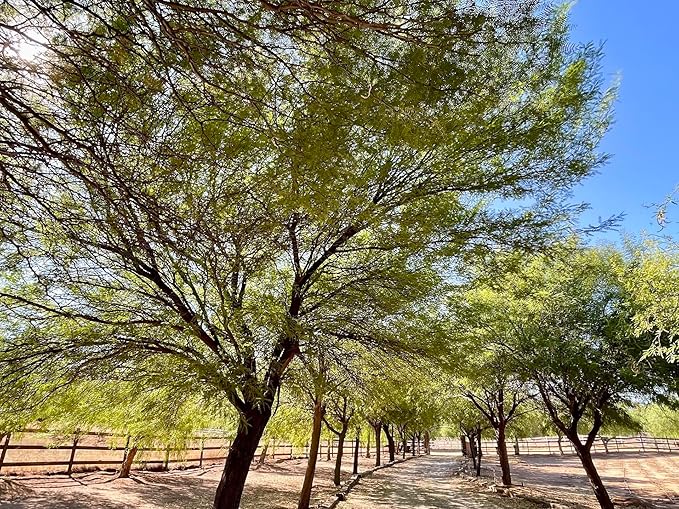 Drought-Tolerant Honey Mesquite (Prosopis) Tree Seeds (50+ Seeds) | Hardy, Fast-Growing | Perfect for Low-Water Gardens & Sustainable Landscaping