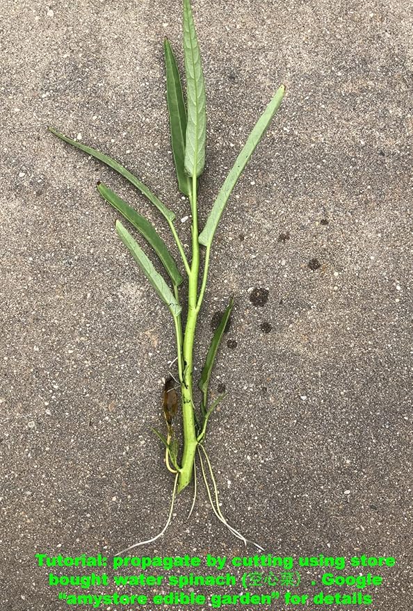 2025 EarlyBird-Pepper Seeds for Planting, Green and Red Bell Pepper Seeds, Non-GMO Heirloom Seeds Vegetable Seeds for Home Vegetable Garden and Hydronic Pods.USA (50ct Jalapeno Hot Pepper Seeds)