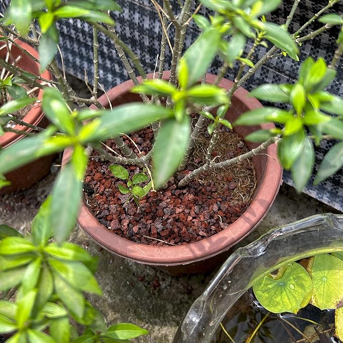 7LB Red Lava Rocks for Plants, Volcanic Rock Horticultural Lava Rock Soil for Landscaping Plants Drainage, Small Lava Rock Gravel for Succulents, Bonsai, Vase Fillers, Terrarium Plants, Top Dressing