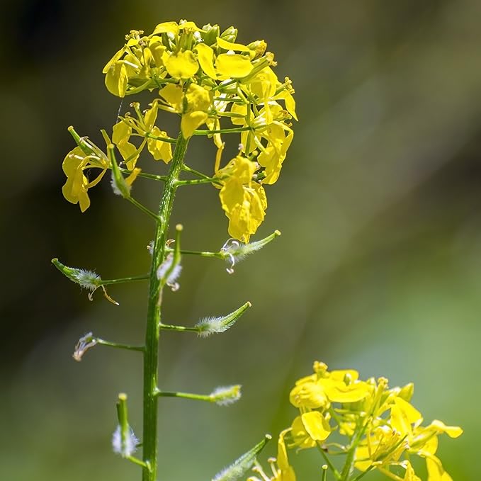 Outsidepride 10000 Seeds Annual Yellow Mustard Herb Garden Seed for Microgreens, Sprouts, & Cooking