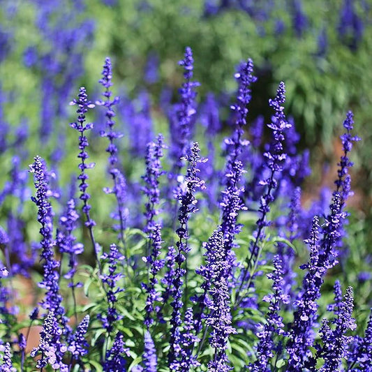 Outsidepride Blue Sage Seeds - 5000 Pcs Perennial, Drought-Tolerant & Deer-Resistant Wildflower Seeds w/Fragrant Blooms for Pollinator Attractant for Butterfly & Hummingbird Gardens & Landscaping