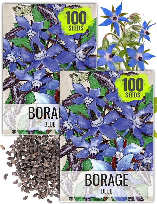 Seed Needs Blue Borage Seeds for Planting - Heirloom, Non-GMO & Untreated - Blue Star Flowers to Attract Bees, Butterflies & Other Pollinators (2 Packs)