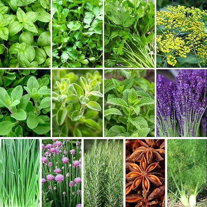 15,000+ Herb Seeds for Planting, 13 Varieties Heirloom Culinary Herb Seeds Gift Pack, Non-GMO Herb Seed Garden Kit for Indoor Outdoor Growing, Home Hydroponic Fresh Food Herb Supply