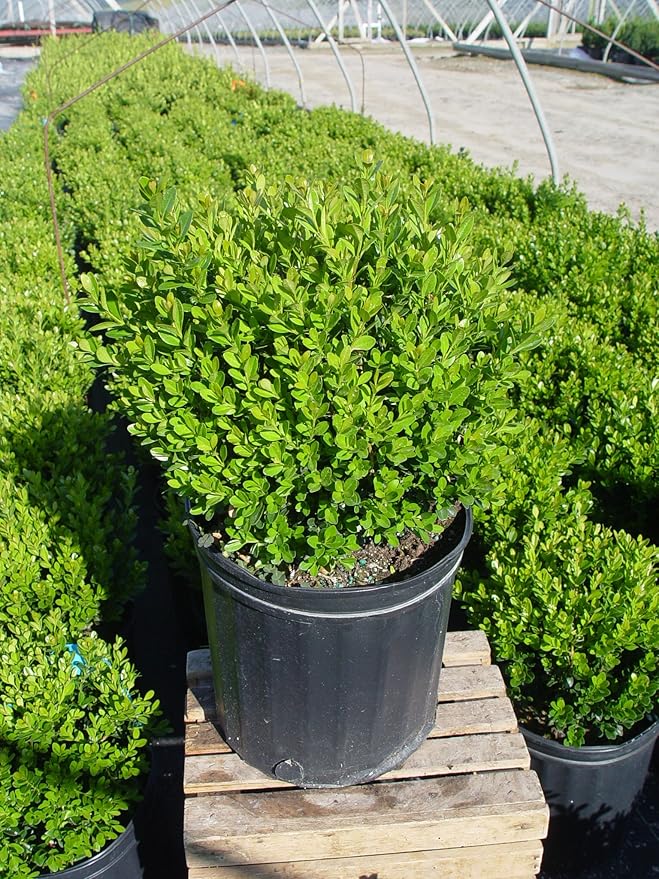 Buxus macro. asiat. 'Baby Gem' (Boxwood) Evergreen, #3 - Size Container