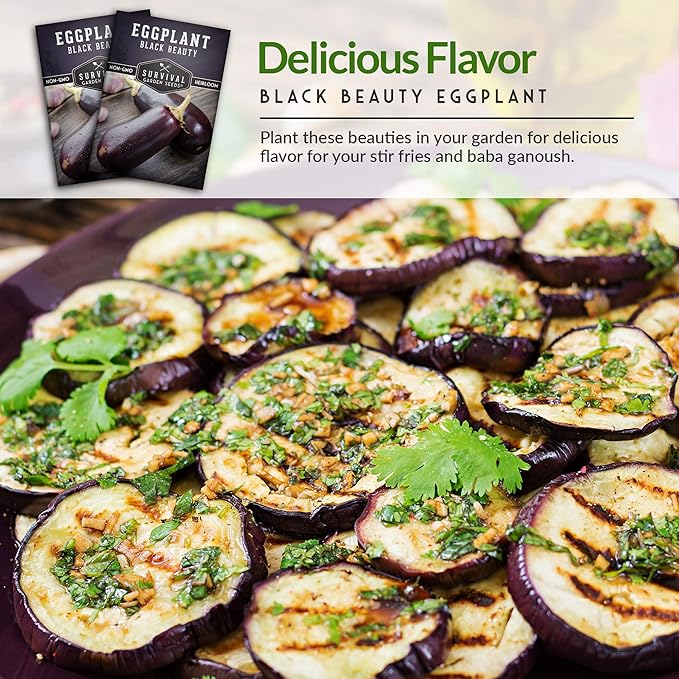 5 Packs Black Beauty Eggplant Seed for Planting - Packet with Instructions to Grow Purple Aubergine Plants in Your Home Vegetable Garden - Non-GMO Heirloom Variety - Survival Garden Seeds