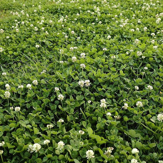 Outsidepride Perennial White Dutch Clover Seed - 2 lbs. Nitrocoated, Inoculated Clover Seeds for Lawn Alternative, Erosion Control, Food Plots, Ground Cover, & Pasture Mixtures in USDA Zones 3-10