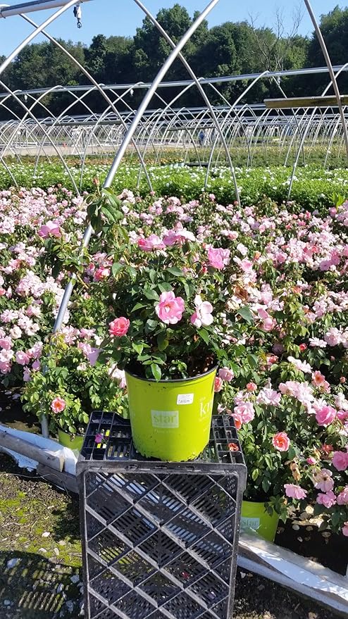 Green Promise Farms Rosa `Peachy Knock Out` (Reblooming) Rose, #2 Size Container, peach flower