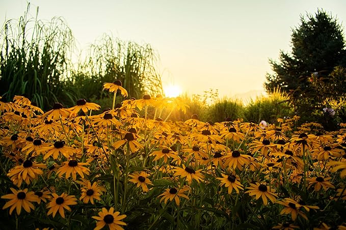 Black Eyed Susan Seeds for Planting, 5000 Seeds, Giving You Beautiful Black Eyed Susan Flowers, Non-GMO, Heirloom Seed Varieties