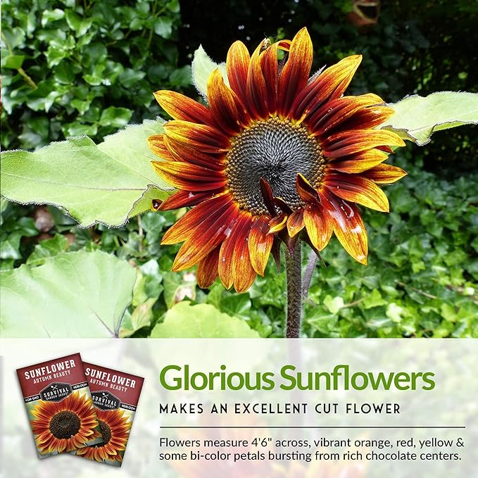 Survival Garden Seeds - Autumn Beauty Sunflower Seed for Planting - 3 Packs with Instructions to Plant and Grow Beautiful and Colorful Flowers in Your Home Vegetable Garden - Non-GMO Heirloom Variety