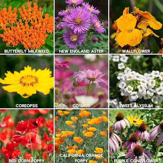 Wildflower Seeds Bulk, 2 Oz. 80,000+Seeds, Save the Bees Wild Flowers Seeds Mix-19 Non-GMO Varieties of Wildflower Seeds for Bees-Bee Friendly Wildflower Seeds-Pollinator Wildflower Seeds for Planting