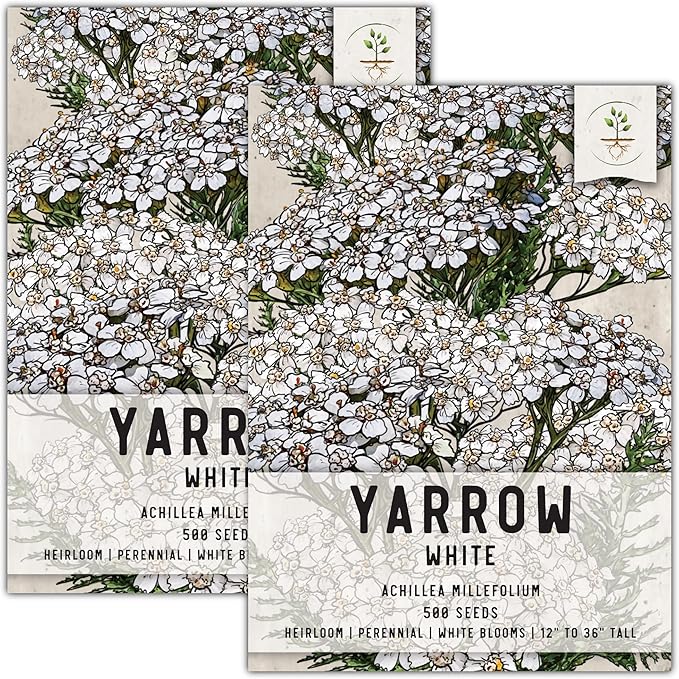 Seed Needs, White Yarrow Seeds - 500 Heirloom Seeds for Planting Achillea millefolium - Perennial Host Plant to Attract Monarch Butterflies & Other Pollinators (2 Packs)