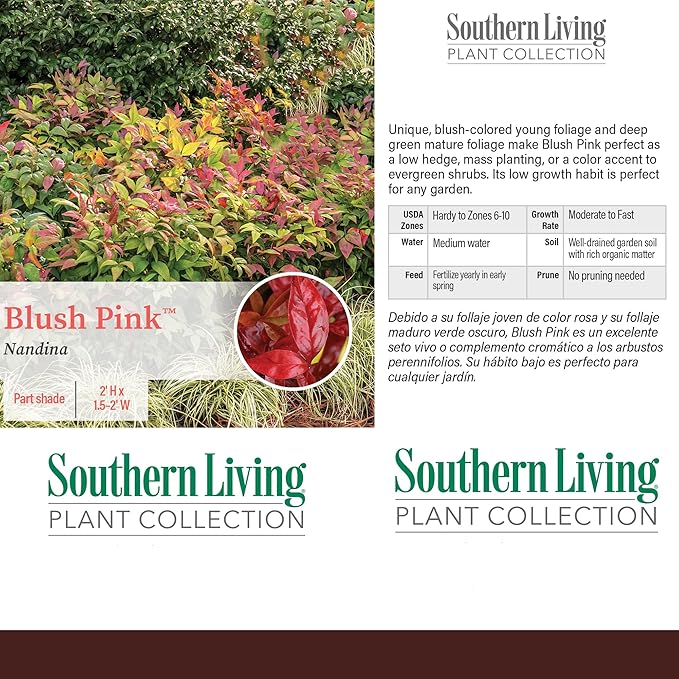 2 Gallon Southern Living Nandina Blush Shrub