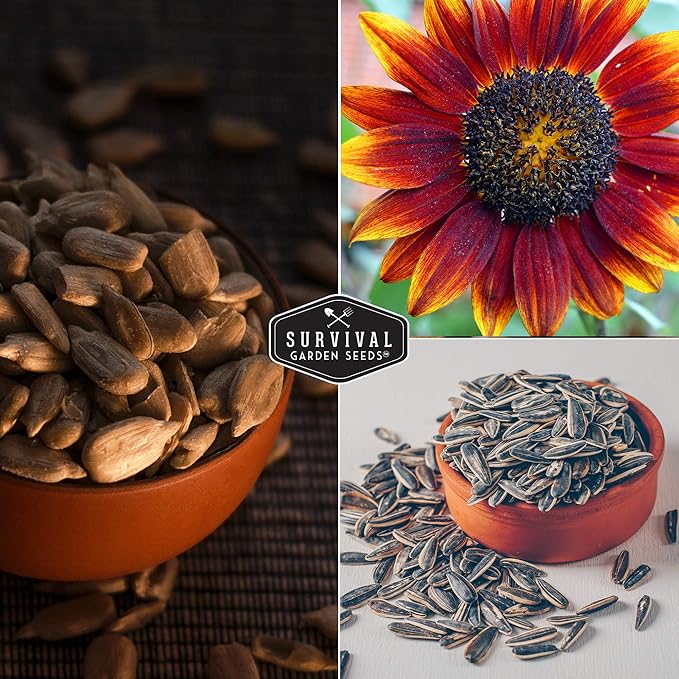Survival Garden Seeds - Autumn Beauty Sunflower Seed for Planting - Packet with Instructions to Plant and Grow Beautiful and Colorful Flowers in Your Home Vegetable Garden - Non-GMO Heirloom Variety