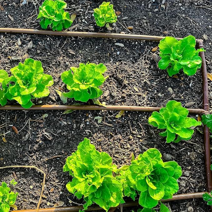 Drip Irrigation Line 1/4" Tubing Roll, 6" Emitter Spacing.52 GPH, Color Black (.170 ID x 240 OD) - Will Work from Gravity Feed (500' Foot Roll)