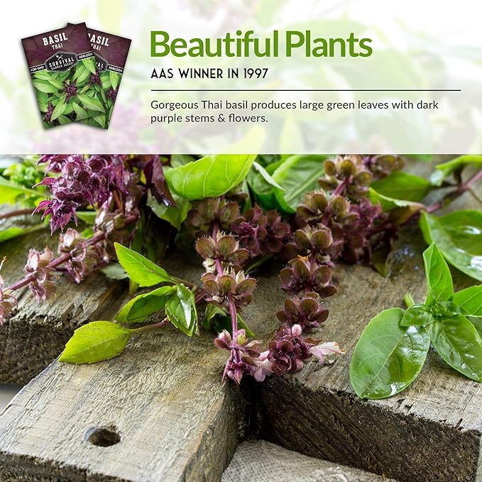 Survival Garden Seeds - 3 Pack Thai Basil Seed for Planting - Seed Packet with Instructions to Plant & Grow Asian Basil Indoors or Outdoors in Your Home Vegetable Garden - Non-GMO Heirloom Variety