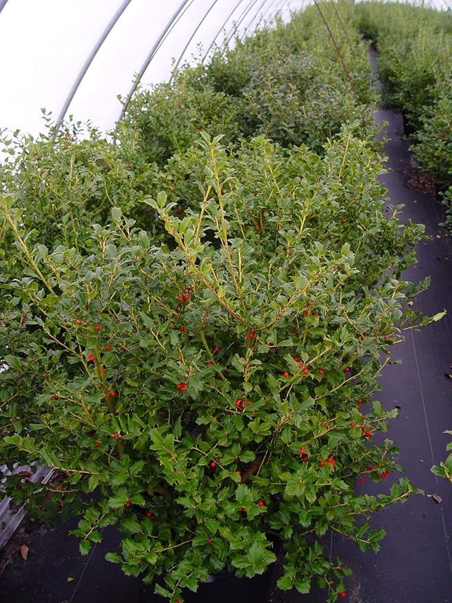 Ilex X meserveae 'China Girl' (Holly) Evergreen, 3 - Size Container