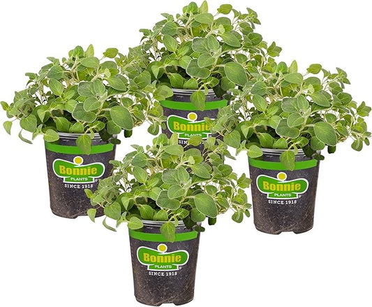 Bonnie Plants Italian Oregano Live Herb Plants, Perennial in Zones 5 to 10, Full Sun to Part Shade, 4 Pack