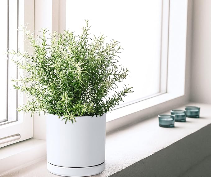 D'vine Dev Set of 2 Plants Pots, 6 Inch Ceramic Planter Pot for Plants with Drainage Hole and Saucer, White, 94-V-C-1