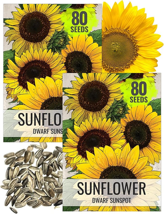 Seed Needs, Dwarf Sunspot Sunflower Seeds - 80 Heirloom Seeds for Planting Helianthus annuus - Attracts Butterflies & Pollinators, Grows 2 Feet Tall (2 Packs)