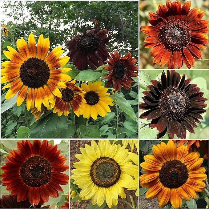 Seed Needs, 750+ Sunflower Sunset Blend Flower Seeds for Planting (Helianthus annuus) 7 Varieties Mix, Heirloom & Open Pollinated for The Butterfly Garden - Bulk