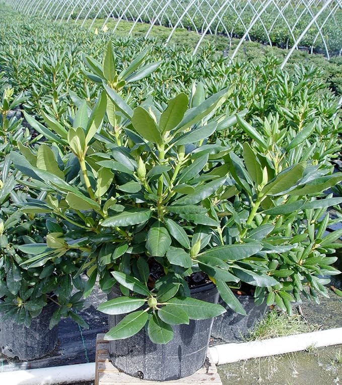 Rhododendron cat. 'Roseum Elegans' (Rhododendron) Evergreen, lavender pink flowers, #2 - Size Container