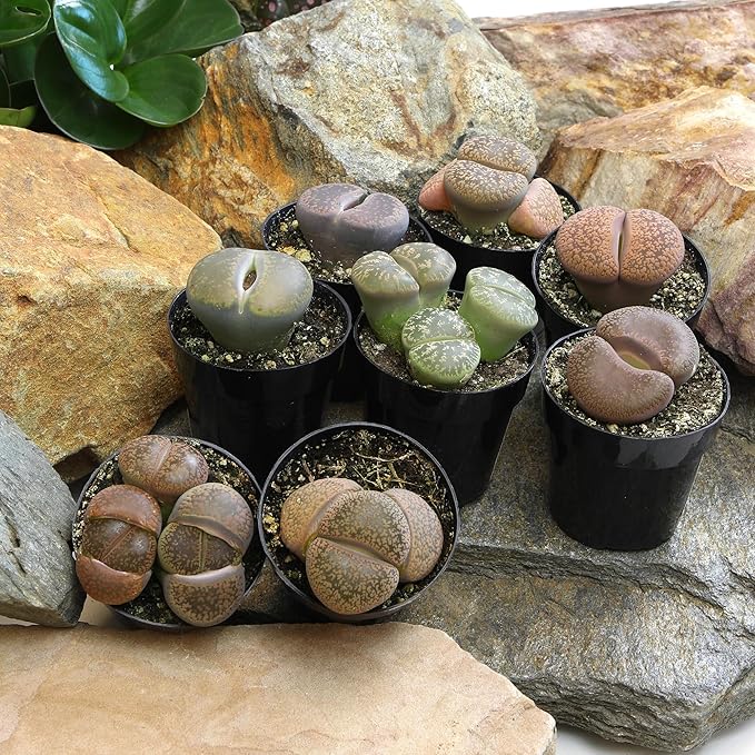 Altman Plants XL Giant Living Stones Succulents (8PK) Lithops Live Plants & Real Succulents, Pet Safe Plants & Live Succulent Plants, Pet Friendly Plants, Live Plants in 2.5" Pots with Succulent Soil