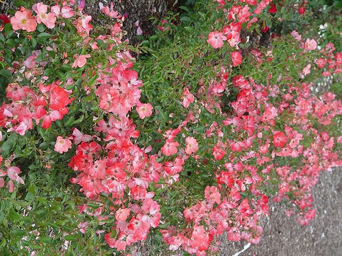 Green Promise Farms Rosa Carpet (Ground Cover) Rose, 2 Size Container, coral flower