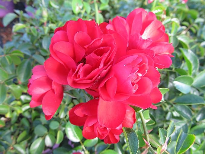 Green Promise Farms Rosa Carpet Scarlet` (Ground Cover) Rose, 2 Size Container, red flower