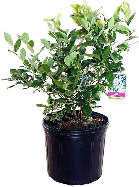 Vaccinium corymbosum 'Patriot' (HighBush Blueberry) Edible-Shrub, #3 - Size Container