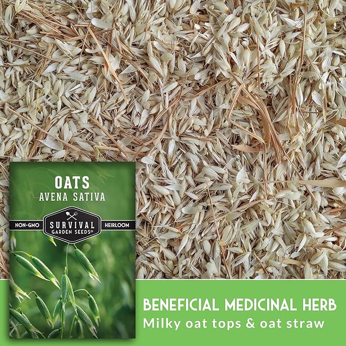 Survival Garden Seeds - Oat Seed for Planting - 1 Pack with Instructions to Plant & Grow Avena Sativa in Your Home Vegetable or Herb Garden - Medicinal Herb & Cover Crop - Non-GMO Heirloom Variety