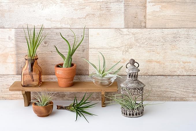 Tillandsia Air Plants Live Indoor Plants (6PK), Airplants Variety Live Plant Kit, Tropical Plants Live Houseplants, Air Plant Live Succulents Plants Live Plants Indoor House Plants by Plants for Pets