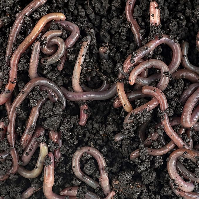 Worm Bliss (2 Gallons) - Organic Worm Castings for Plants - OMRI-Listed Earthworm Castings Worm Fertilizer - Worm Castings Organic Fertilizer for Plants, Potting Soil, Garden Soil, & Seed Starter Soil