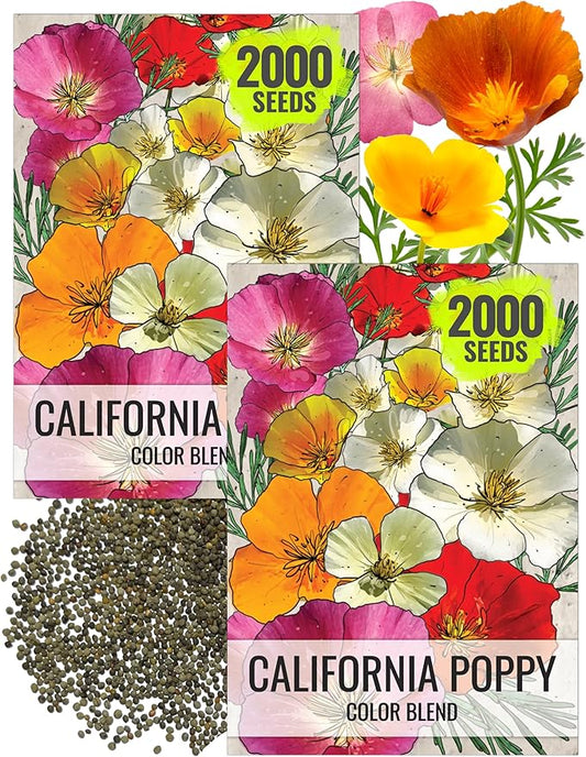 Seed Needs Mixed California Poppy Seeds for Planting - Heirloom & Open Pollinated Tender Perennial - Colorful Mixture of Flowers to Plant a Butterfly Garden (2 Packs)