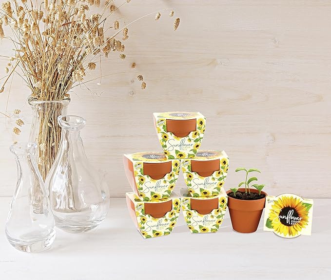 BUZZY Seeds Terracotta Mini Grow Pots | Herb, Plant, Flower Starter Kit for Kids & Adults | Mini Sunflower 6-Pack, Daydream Collection | Guaranteed to Grow | Best Indoor-Outdoor Gardening Gift