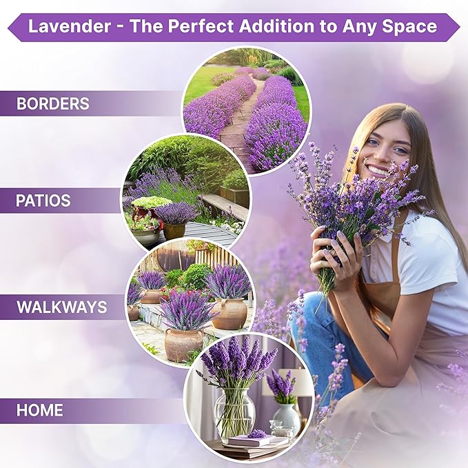 Organo Republic 5-Pack English Lavender Seeds 12.50G - Over 11000 Non-GMO Heirloom Lavender Seeds for Planting in Individual Seed Packets, Herb Seeds for Planting Home Garden Indoor & Outdoor