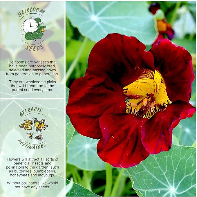Seed Needs, 350+ Nasturtium Seeds “Black Velvet” (Tropaeolum Minus) Non-GMO, Easy to Grow Flower Seeds, Attracts Pollinators - Bulk