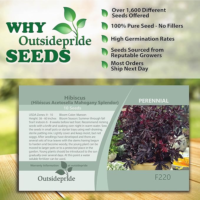 Outsidepride 10 Seeds Perennial Hibiscus Mahogany Splendor Flower Seeds for Planting