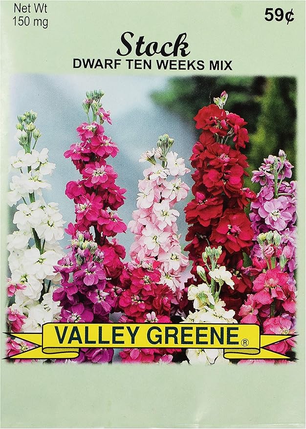 Black Duck Brand Set of 25 Stock Flower Seed Packets! Flower Seeds in Bulk - Great for Creating The Garden of Your Dreams! (25, Stock - Dwarf Ten Weeks)